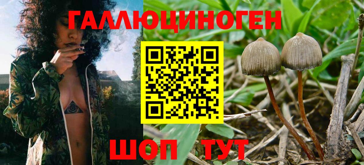 Галлюциногенные грибы Cubensis  Вход с VPN  как найти закладки  Красногорск 